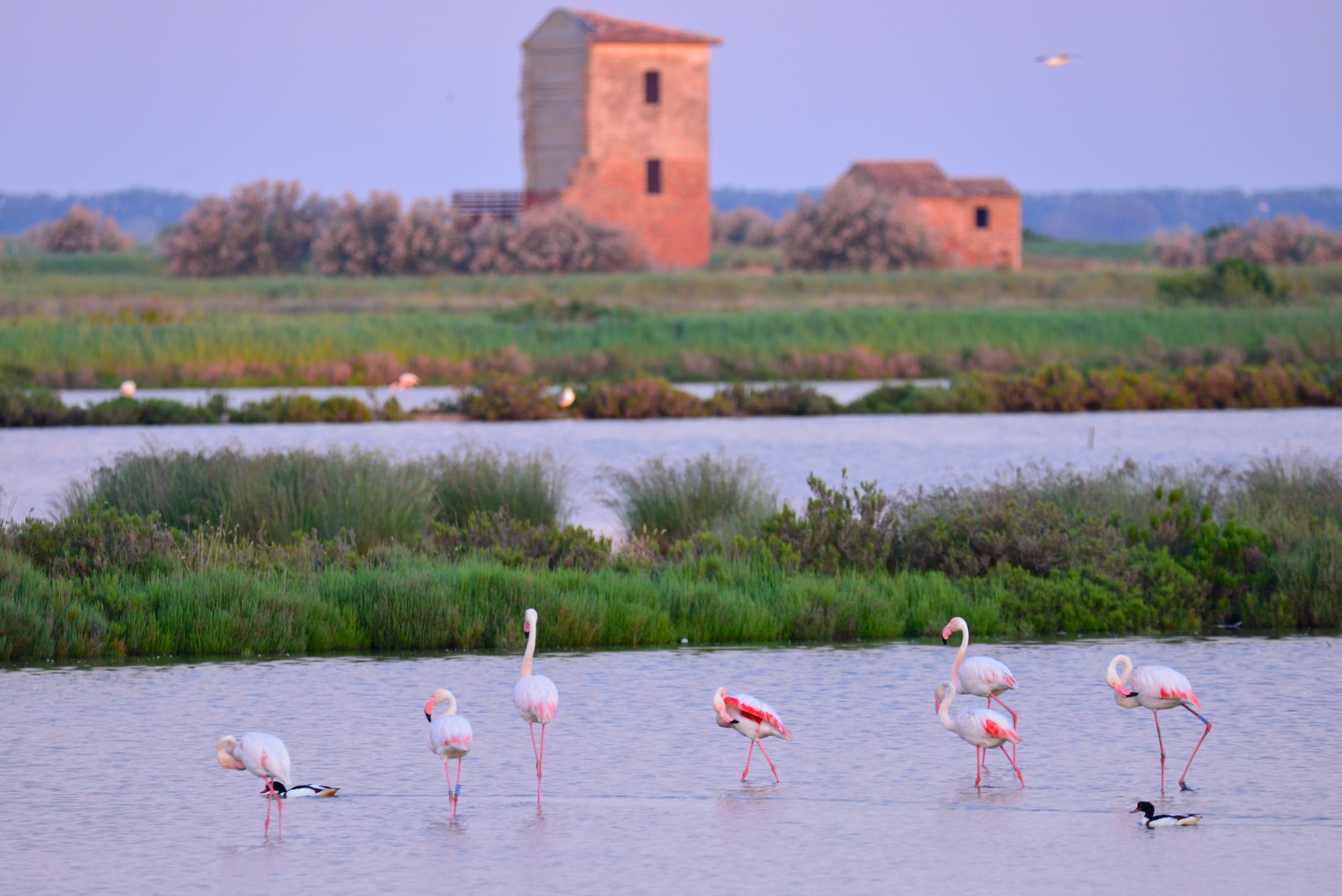 Gli abitanti del Delta