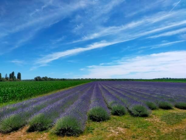 Campi di lavanda nelle campagne del Delta