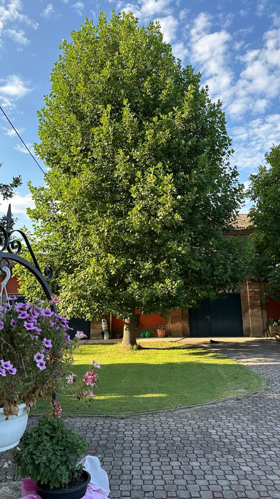 Il grande albero