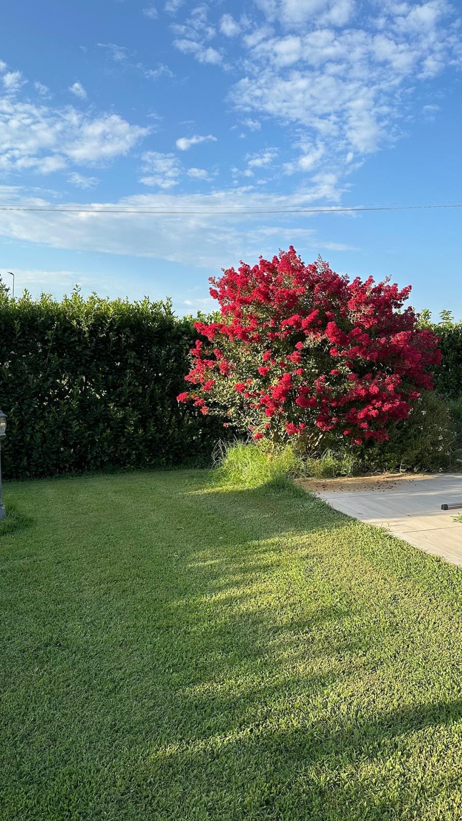 Fioriture d'estate